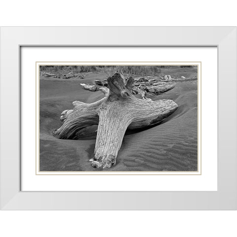 Geometric pattern in eroded driftwood-Bandon Beach-Oregon White Modern Wood Framed Art Print with Double Matting by Jones, Adam