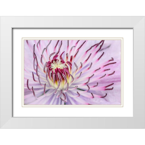 Close-up of clematis flower-Schreiner Iris Gardens-Salem-Oregon White Modern Wood Framed Art Print with Double Matting by Jones, Adam