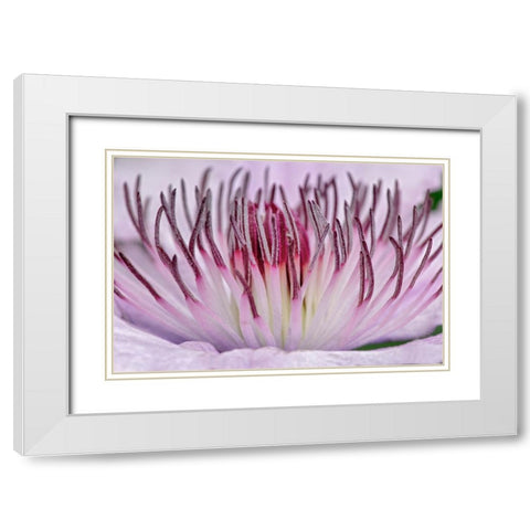 Close-up of clematis flower-Schreiner Iris Gardens-Salem-Oregon White Modern Wood Framed Art Print with Double Matting by Jones, Adam