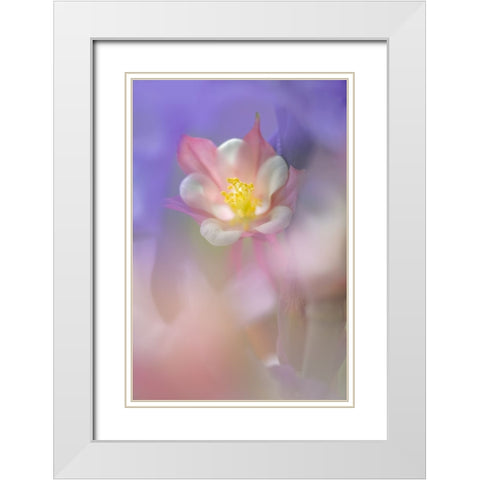 Soft focus Columbine flower-Salem-Oregon White Modern Wood Framed Art Print with Double Matting by Jones, Adam