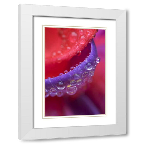 OR, pink and purple fuchsia with rain drops White Modern Wood Framed Art Print with Double Matting by Rotenberg, Nancy