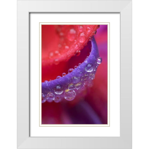 OR, pink and purple fuchsia with rain drops White Modern Wood Framed Art Print with Double Matting by Rotenberg, Nancy