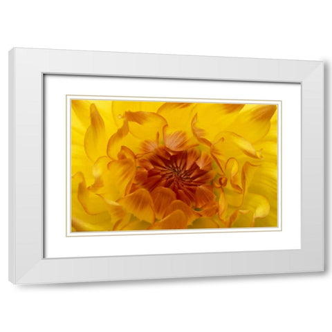 OR, Shore Acres Gardens, Yellow dahlia backlight White Modern Wood Framed Art Print with Double Matting by Rotenberg, Nancy