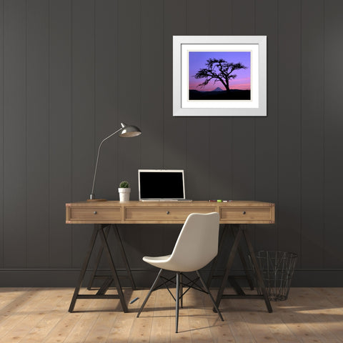 OR, Columbia Gorge, Pine tree framing Mount Hood White Modern Wood Framed Art Print with Double Matting by Terrill, Steve