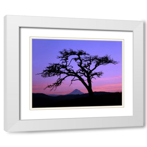 OR, Columbia Gorge, Pine tree framing Mount Hood White Modern Wood Framed Art Print with Double Matting by Terrill, Steve