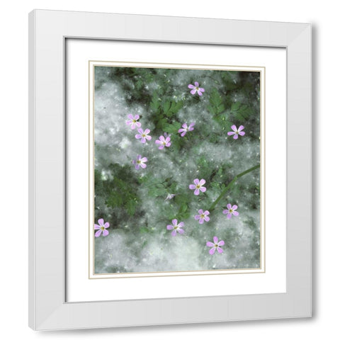 OR, Storksbill flowers surrounded by seeds White Modern Wood Framed Art Print with Double Matting by Terrill, Steve