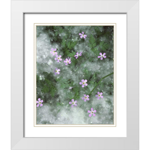 OR, Storksbill flowers surrounded by seeds White Modern Wood Framed Art Print with Double Matting by Terrill, Steve