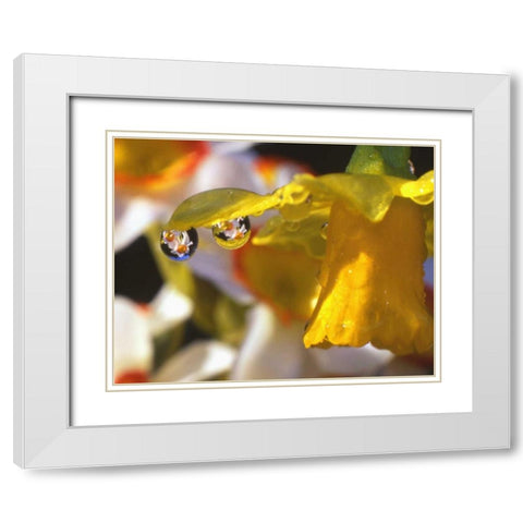 OR, Dewdrops clinging to daffodil petals White Modern Wood Framed Art Print with Double Matting by Terrill, Steve