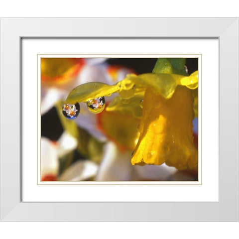 OR, Dewdrops clinging to daffodil petals White Modern Wood Framed Art Print with Double Matting by Terrill, Steve