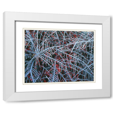 OR, Portland, Cotoneaster plant with berries White Modern Wood Framed Art Print with Double Matting by Terrill, Steve