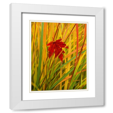 OR, Portland, Silver maple leaf caught in grass White Modern Wood Framed Art Print with Double Matting by Terrill, Steve