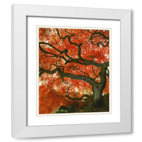 OR, Portland, Japanese maple tree in garden White Modern Wood Framed Art Print with Double Matting by Terrill, Steve
