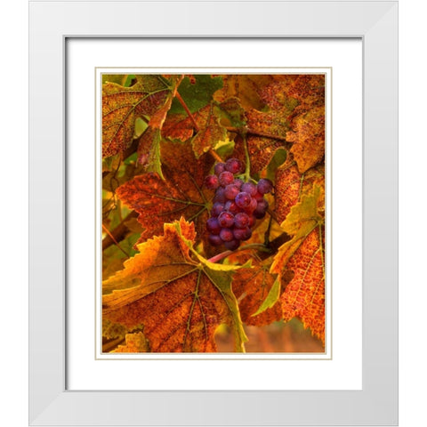 OR, Willamette Valley, Pinot noir grapes in fall White Modern Wood Framed Art Print with Double Matting by Terrill, Steve