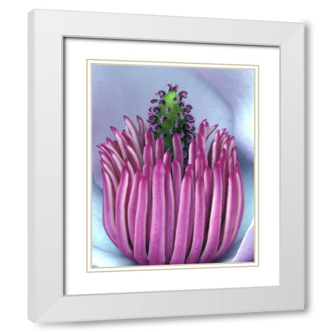 Oregon, Close-up of center of magnolia blossom White Modern Wood Framed Art Print with Double Matting by Terrill, Steve