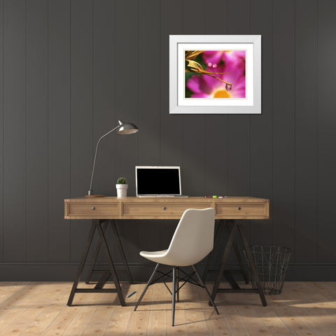 OR, Cosmos flower reflecting in dewdrop White Modern Wood Framed Art Print with Double Matting by Terrill, Steve