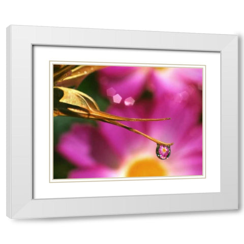 OR, Cosmos flower reflecting in dewdrop White Modern Wood Framed Art Print with Double Matting by Terrill, Steve
