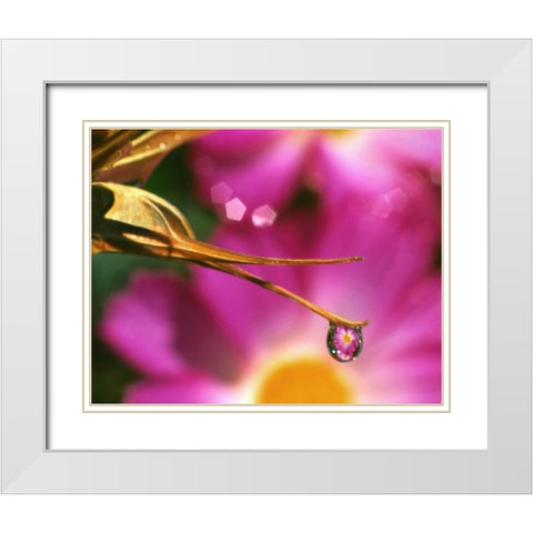 OR, Cosmos flower reflecting in dewdrop White Modern Wood Framed Art Print with Double Matting by Terrill, Steve