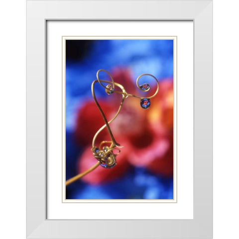 OR, Dewdrops on sweet pea tendril reflect flowers White Modern Wood Framed Art Print with Double Matting by Terrill, Steve
