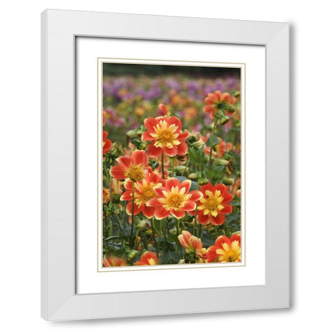 Oregon Field of dahlia flowers on Swan Island White Modern Wood Framed Art Print with Double Matting by Rotenberg, Nancy