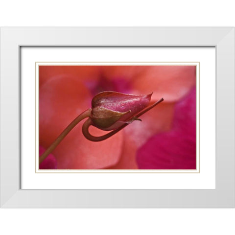 USA, Oregon Close-up of ose bud with dew White Modern Wood Framed Art Print with Double Matting by Rotenberg, Nancy