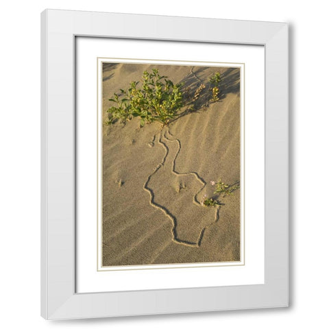 OR, Beetle tracks and flowers growing in sand White Modern Wood Framed Art Print with Double Matting by Rotenberg, Nancy