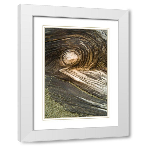 USA, Oregon Stump pattern on beach White Modern Wood Framed Art Print with Double Matting by Rotenberg, Nancy