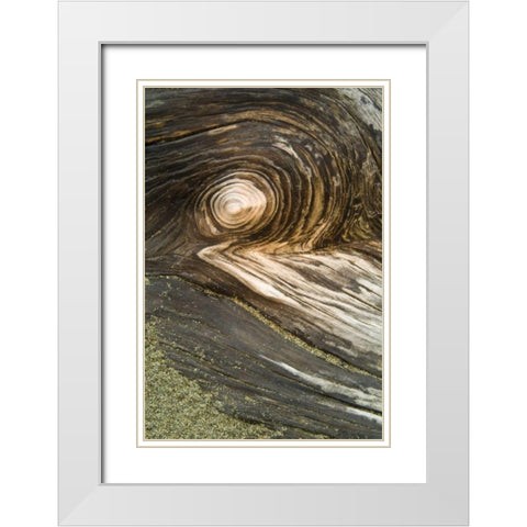 USA, Oregon Stump pattern on beach White Modern Wood Framed Art Print with Double Matting by Rotenberg, Nancy