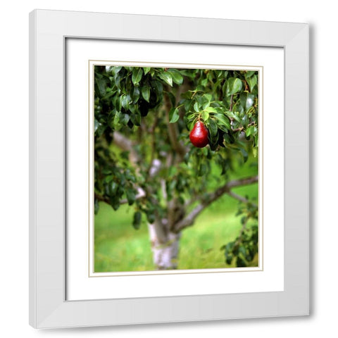 OR, Hood River Valley Bartlett pear in orchard White Modern Wood Framed Art Print with Double Matting by Terrill, Steve