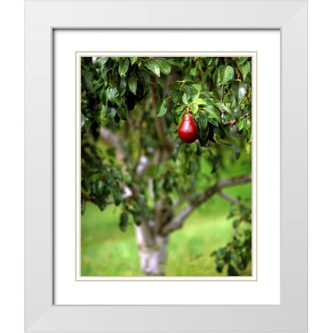 OR, Hood River Valley Bartlett pear in orchard White Modern Wood Framed Art Print with Double Matting by Terrill, Steve