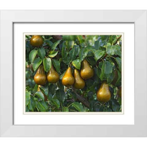 OR, Hood River Bosc pears ready for harvest White Modern Wood Framed Art Print with Double Matting by Terrill, Steve