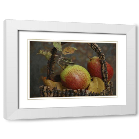 OR, Hood River Fresh-picked Forelle pears White Modern Wood Framed Art Print with Double Matting by Terrill, Steve