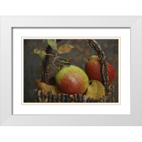 OR, Hood River Fresh-picked Forelle pears White Modern Wood Framed Art Print with Double Matting by Terrill, Steve