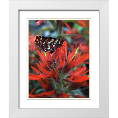 OR, Mt Hood NF Checkerspot butterfly on flower White Modern Wood Framed Art Print with Double Matting by Terrill, Steve