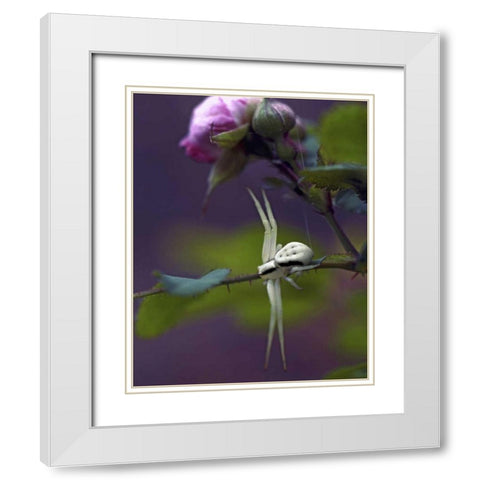 OR, Multnomah Co Crab spider on wild rose White Modern Wood Framed Art Print with Double Matting by Terrill, Steve