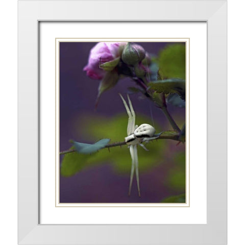 OR, Multnomah Co Crab spider on wild rose White Modern Wood Framed Art Print with Double Matting by Terrill, Steve