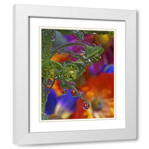 OR, Multnomah Co, Garden flowers reflect in dew White Modern Wood Framed Art Print with Double Matting by Terrill, Steve