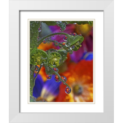 OR, Multnomah Co, Garden flowers reflect in dew White Modern Wood Framed Art Print with Double Matting by Terrill, Steve