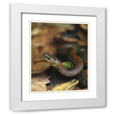 Oregon, Multnomah County Garter snake in garden White Modern Wood Framed Art Print with Double Matting by Terrill, Steve