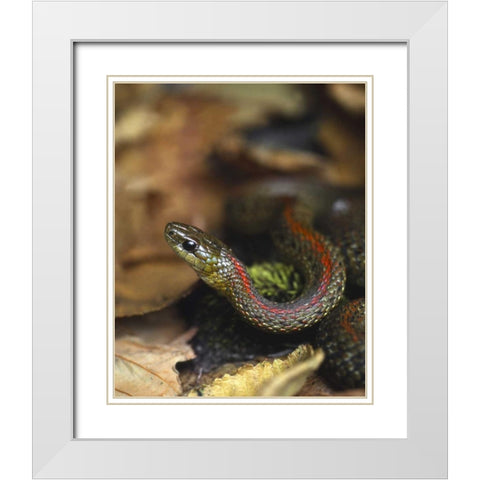 Oregon, Multnomah County Garter snake in garden White Modern Wood Framed Art Print with Double Matting by Terrill, Steve