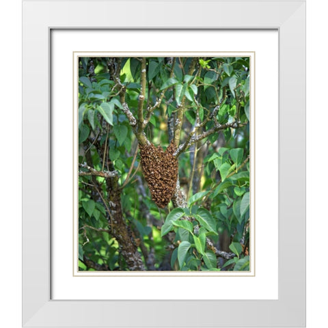 OR, Multnomah Co, Honey bees cluster onto lilac White Modern Wood Framed Art Print with Double Matting by Terrill, Steve