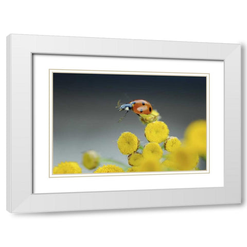 OR, Multnomah Co Ladybug on yellow tansy flower White Modern Wood Framed Art Print with Double Matting by Terrill, Steve