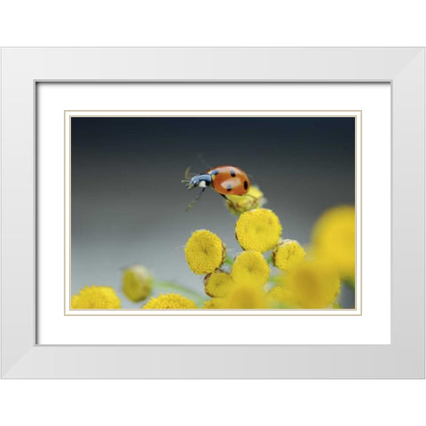 OR, Multnomah Co Ladybug on yellow tansy flower White Modern Wood Framed Art Print with Double Matting by Terrill, Steve
