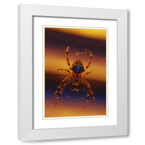 OR, Portland Common garden spider illuminated White Modern Wood Framed Art Print with Double Matting by Terrill, Steve