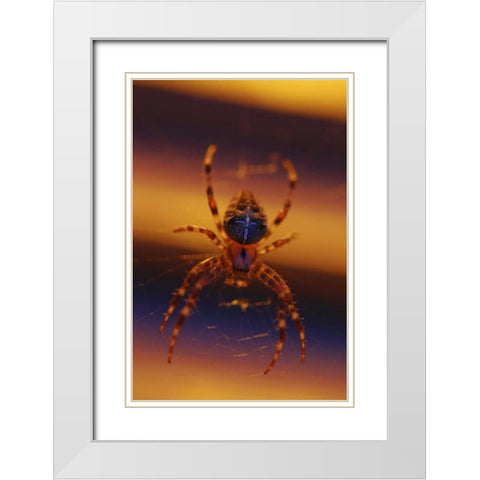 OR, Portland Common garden spider illuminated White Modern Wood Framed Art Print with Double Matting by Terrill, Steve