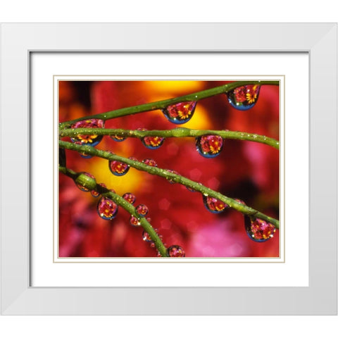 OR, Portland Garden flowers reflect in dewdrops White Modern Wood Framed Art Print with Double Matting by Terrill, Steve