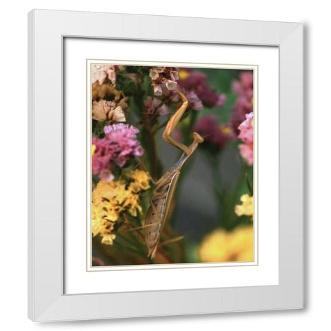 OR, Portland Praying mantis on statice plant White Modern Wood Framed Art Print with Double Matting by Terrill, Steve