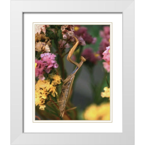 OR, Portland Praying mantis on statice plant White Modern Wood Framed Art Print with Double Matting by Terrill, Steve