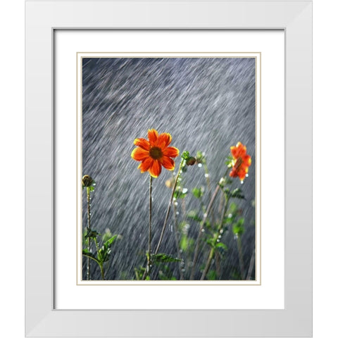 OR, Portland Sunlight on dahlia flower White Modern Wood Framed Art Print with Double Matting by Terrill, Steve