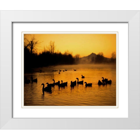 OR, Portland Waterfowl in Columbia Slough, White Modern Wood Framed Art Print with Double Matting by Terrill, Steve