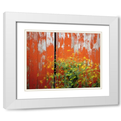 OR, Wallowa Co, Wind blowing wild mustard plant White Modern Wood Framed Art Print with Double Matting by Terrill, Steve